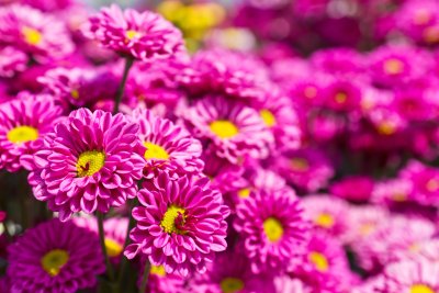 chrysanthemepink_2.jpeg chrysanthemepink_2.jpeg